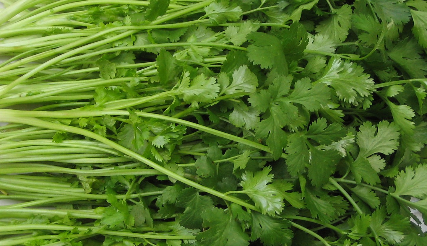 Dhaniya (धनिया)