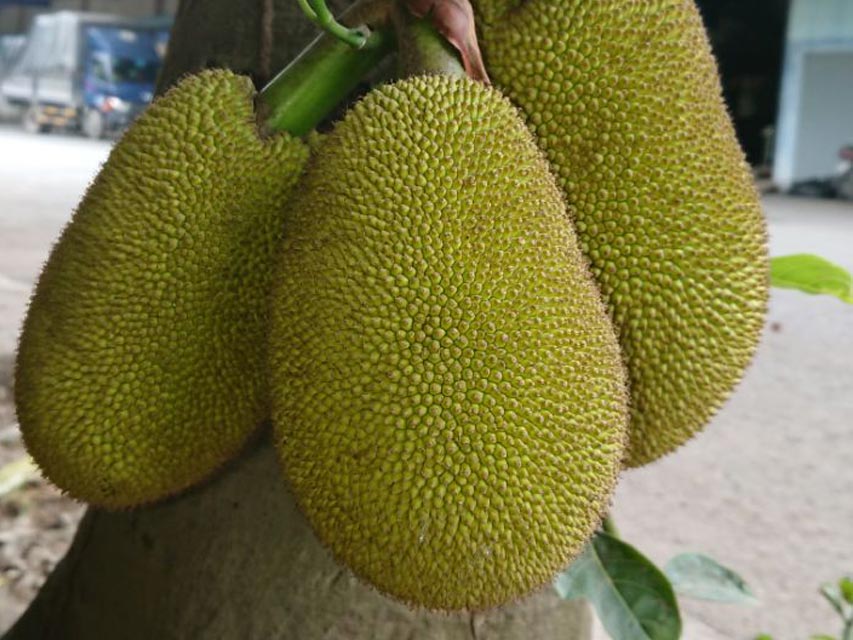 Kathal (कटहल)