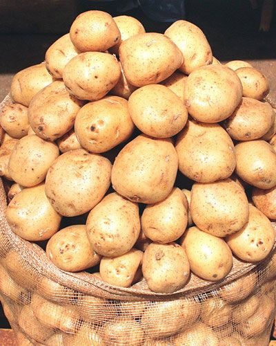 Patato (Aalu)