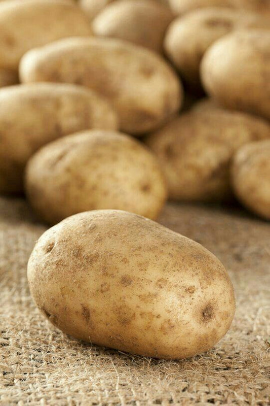 Patato (Aalu)