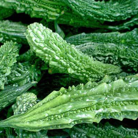 Karela (करेला) - 25Kg