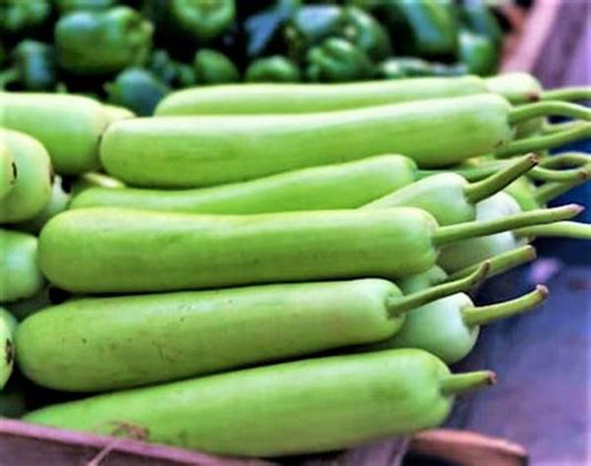 Bottle gourd (Lauki)