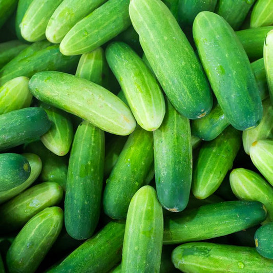 Cucumber (Kheera)