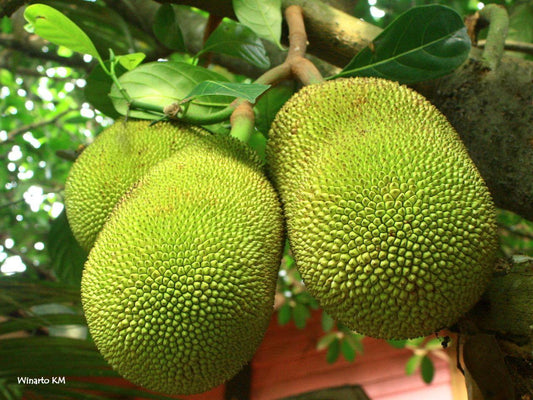 Kathal (कटहल) - 25Kg